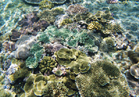色とりどりの珊瑚