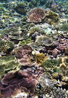 珊瑚の花畑