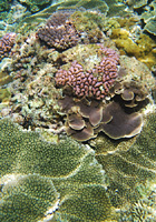 珊瑚の花畑