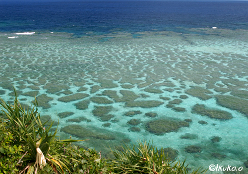 展望台から見える珊瑚礁