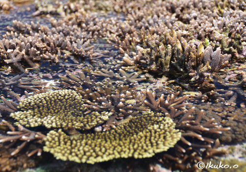 海上を埋め尽くすサンゴ