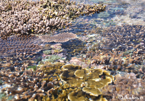 海上を埋め尽くすサンゴ