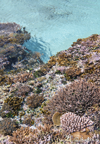 海上の珊瑚礁と青い海