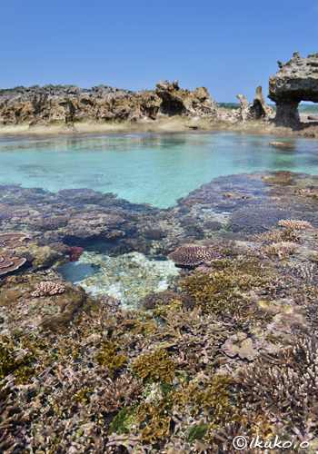 珊瑚礁と青いタイドプール