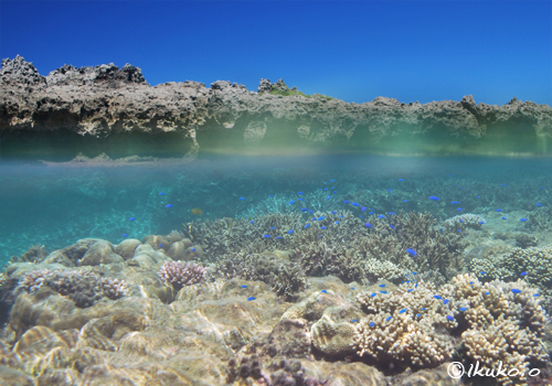 白鳥湾のサンゴ礁