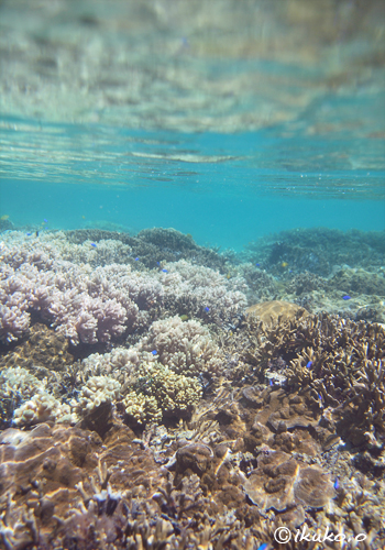 サンゴの花畑