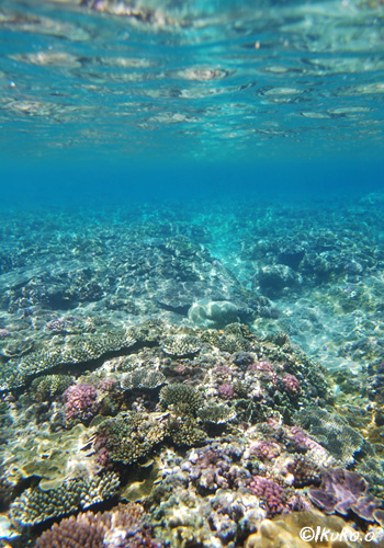 サンゴの海