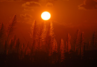夕陽とサトウキビの穂