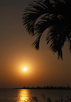 椰子の葉と夕陽