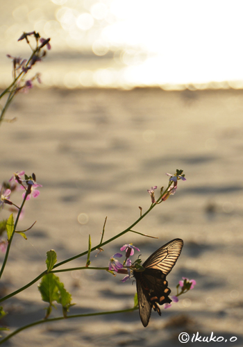 夕陽を浴びる蝶